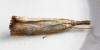 Agriphila straminella